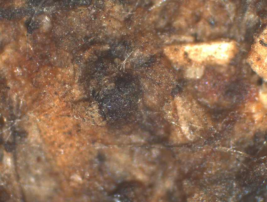 Sporormiella octomera