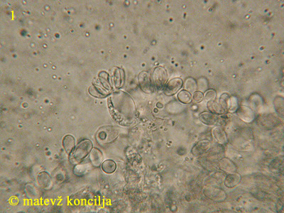 Sphaerobolus stellatus - bazidiji in trosi