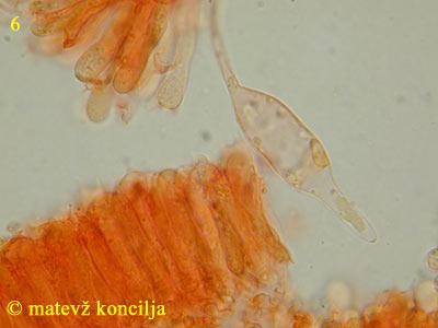 Mycena strobilicola - kajlocistide
