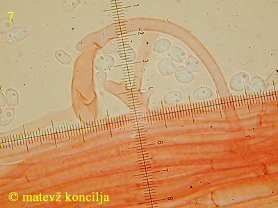 Mycena strobilicola - kaulocistide