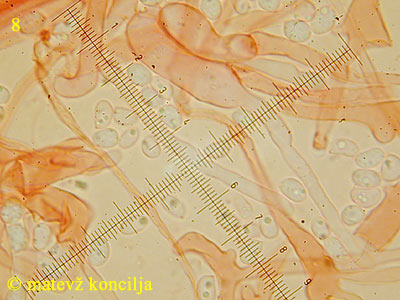 Mycena strobilicola - hife beta