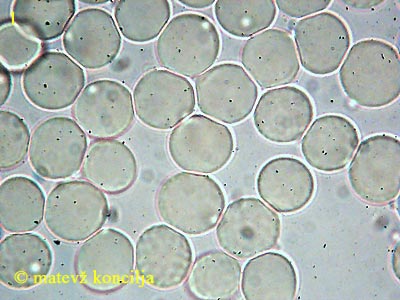 amanita submembranacea - trosi