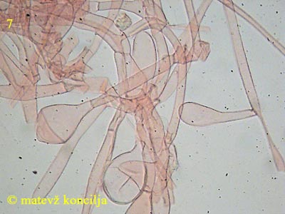 amanita submembranacea - velum