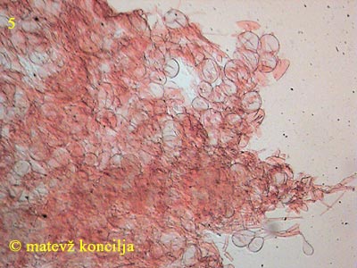 amanita submembranacea - velum