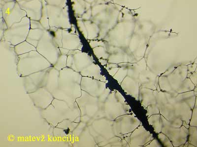 Symphytocarpus amaurochaetoides - Columella