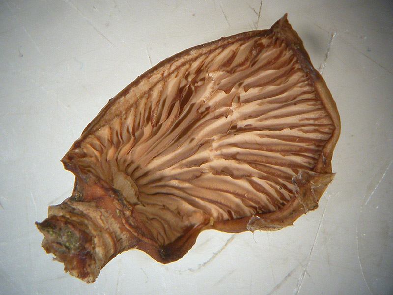 Tectella patellaris - Beschleierter Zwergknäueling