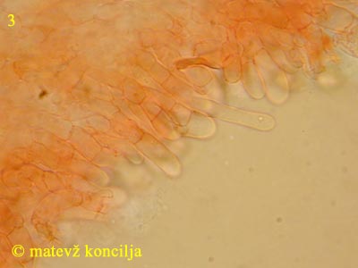 Cortinarius traganus - marginalne celice