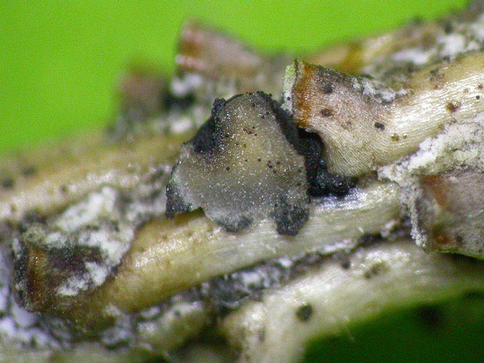 Triblidiopsis pinastri - Fichten-Schalenbecherling