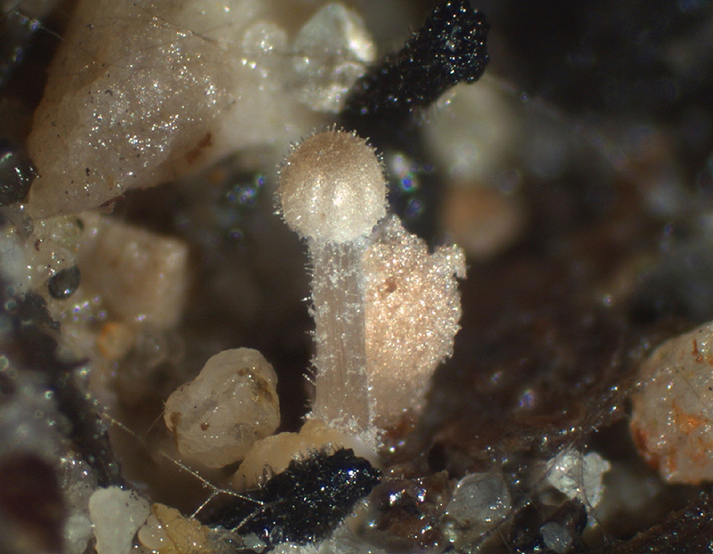 Ephemerocybe heterosetulosa - Winziger Mist-Samttintling