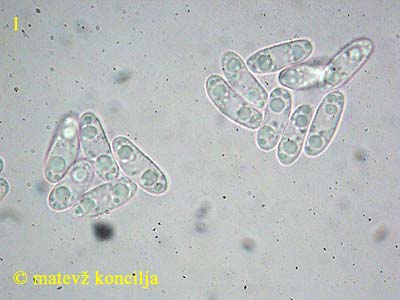 phaeohelotium umbilicatum - trosi