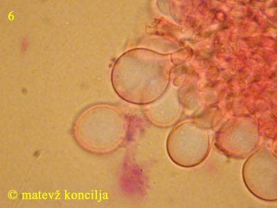 Coprinus velatopruinatus - kajlocistide
