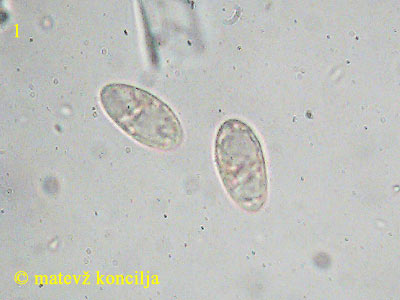 Podophacidium xanthomelum - Sporen