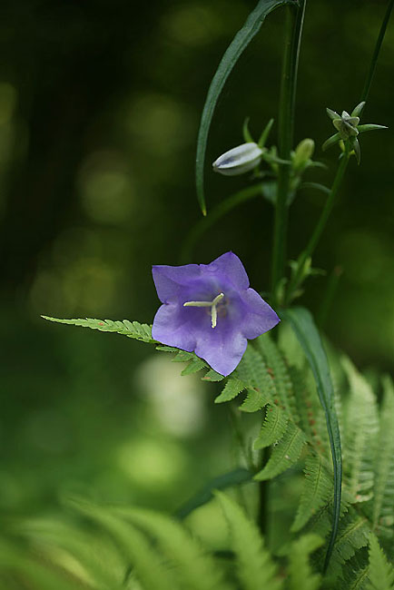 Pfirsichblättrige Glockenblume