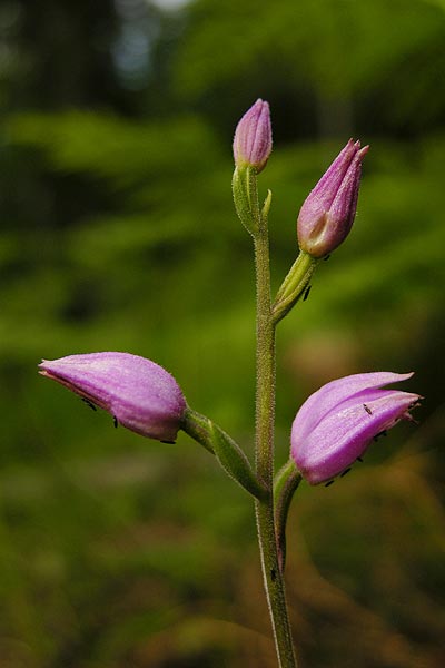 Cephalanthera rubra