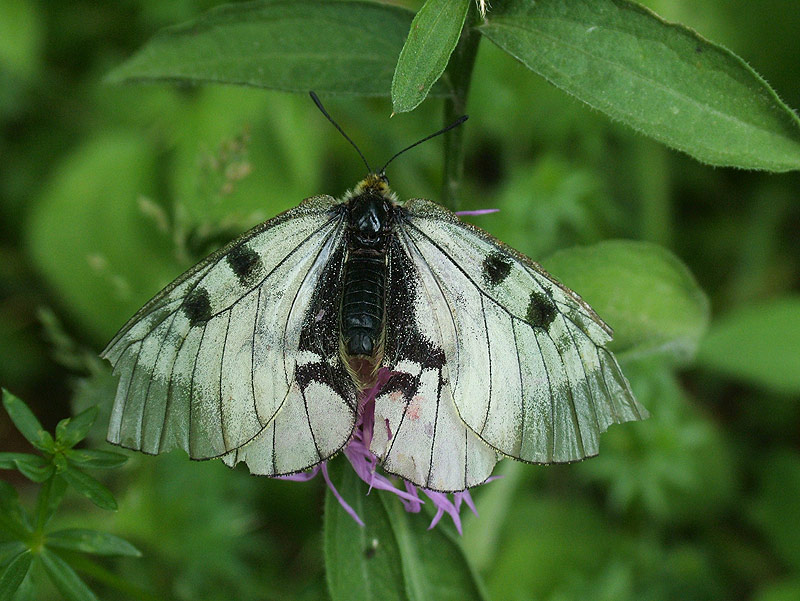 Parnassius mnemosyne - Schwarzer Apollo-Falter