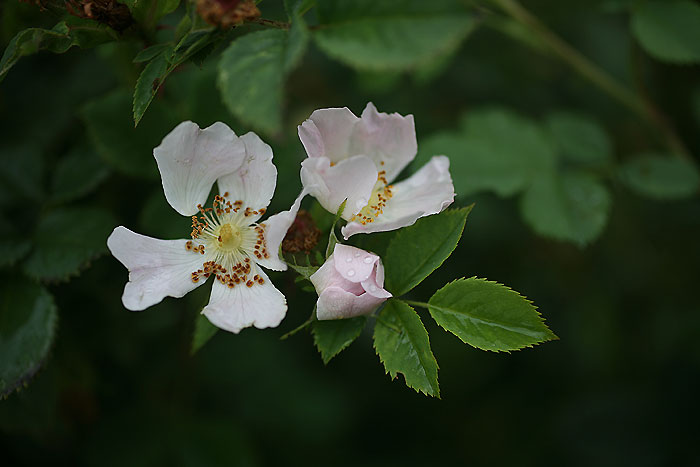 Rosa canina