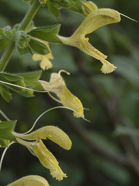 Salvia glutinosa - Klebriger Salbei